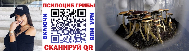 Псилоцибиновые грибы Cubensis  Енисейск 